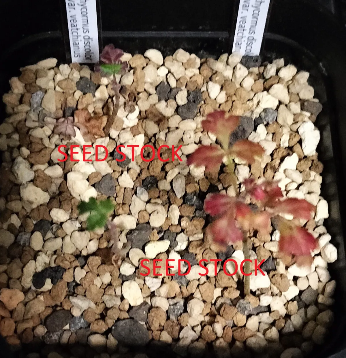 Pachycormus discolor var. veatchianus (パキコルムス ディスカラー ビーチアナス)