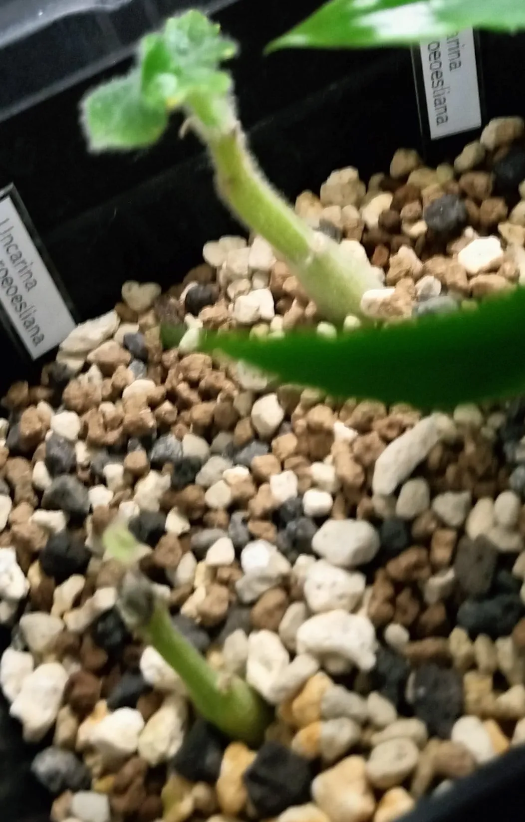 Uncarina roeoesliana (ウンカリーナ ルーズリアナ)