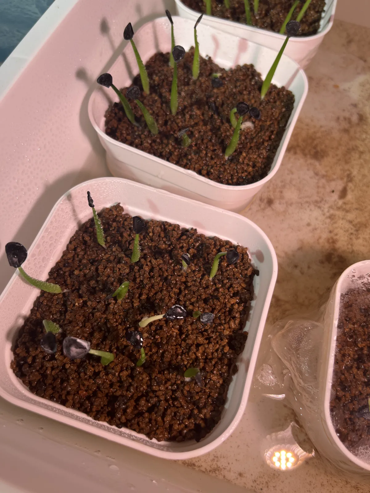 Agave parryi var. couesii (アガベ コウエシー)