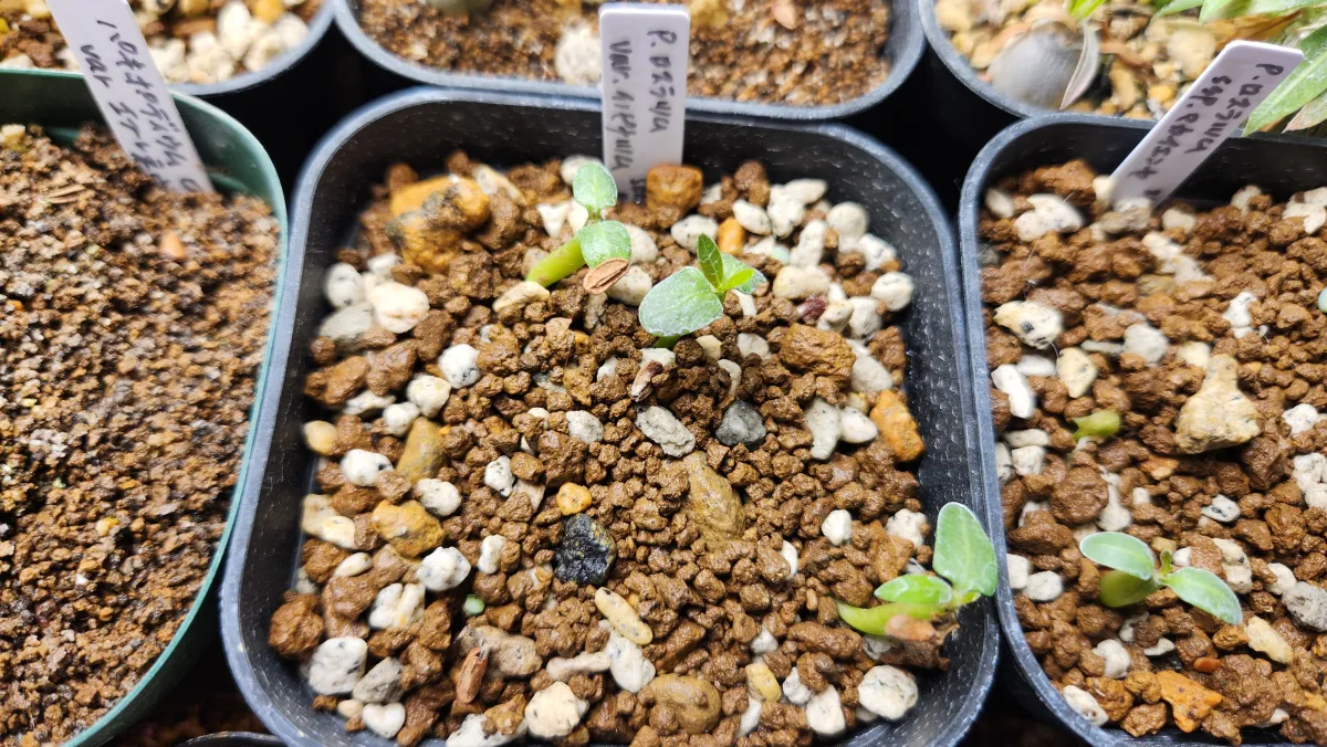 Pachypodium rosulatum var. inopinatum (パキポディウム イノピナツム)