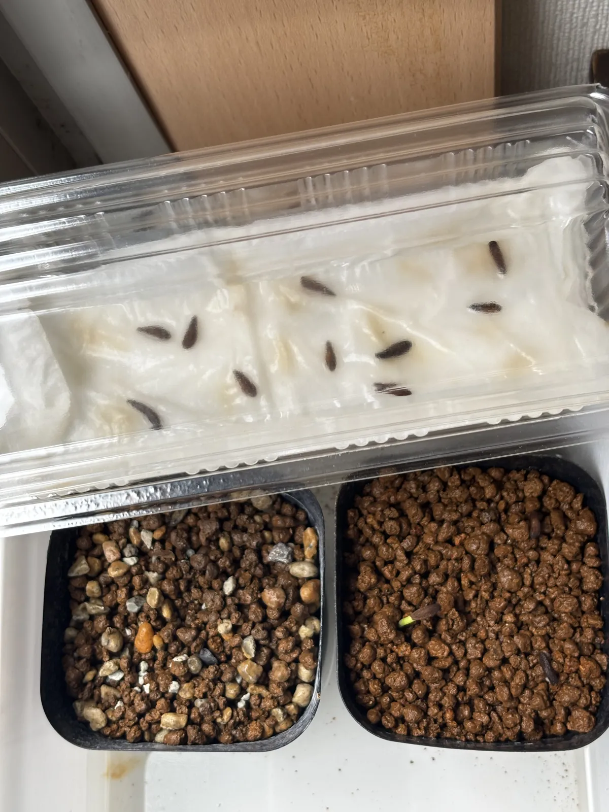 Pachypodium ambongense (パキポディウム アンボンゲンセ)