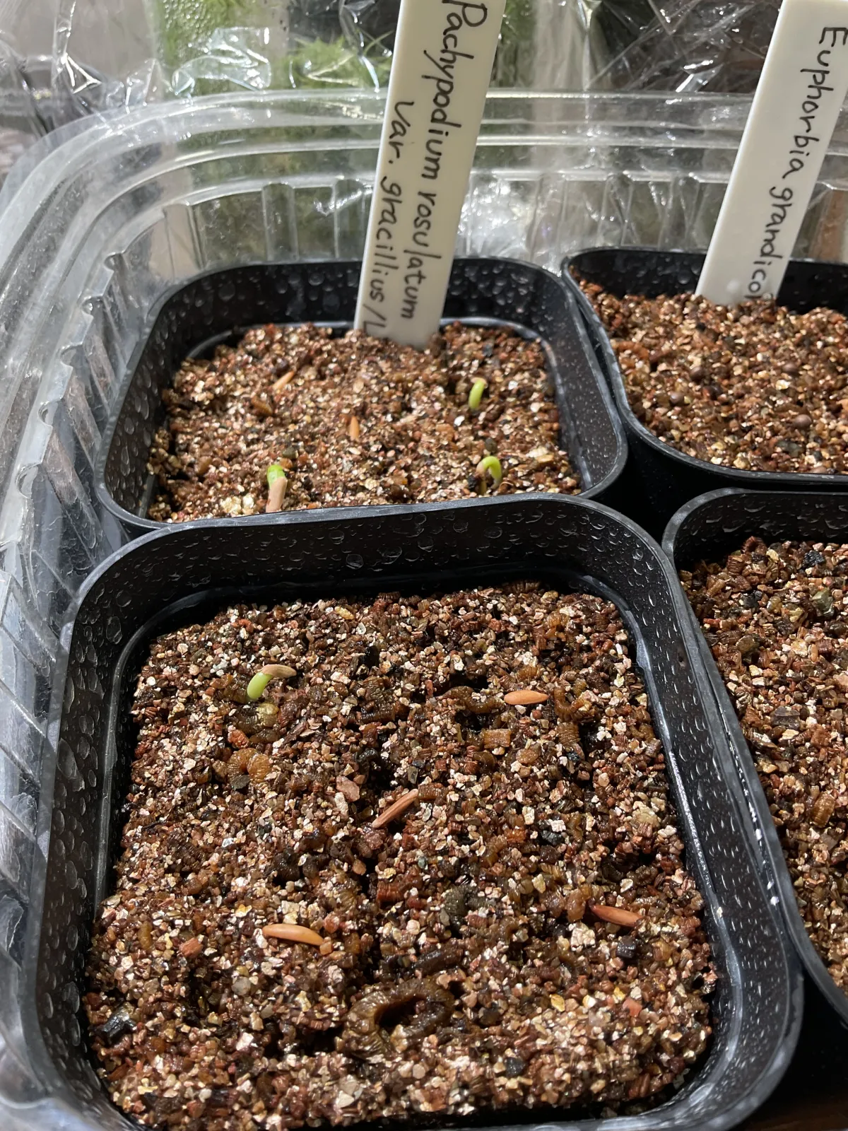 Pachypodium rosulatum var. gracilius (パキポディウム グラキリス)