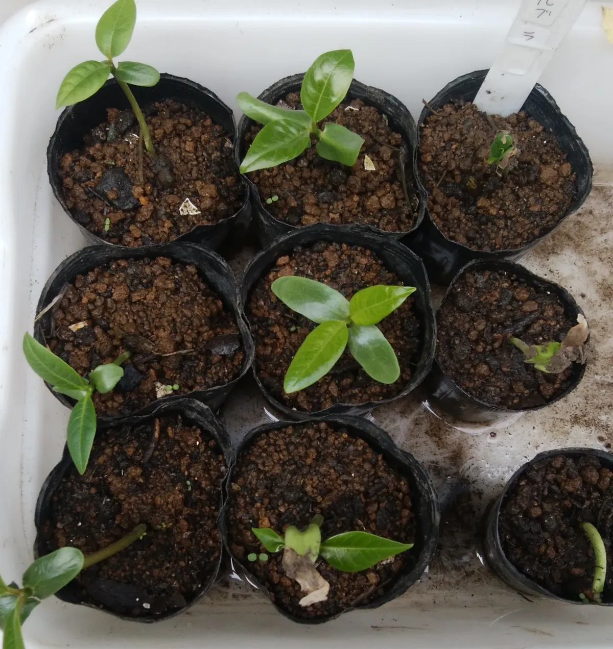 Plumeria rubra (プルメリア ルブラ)