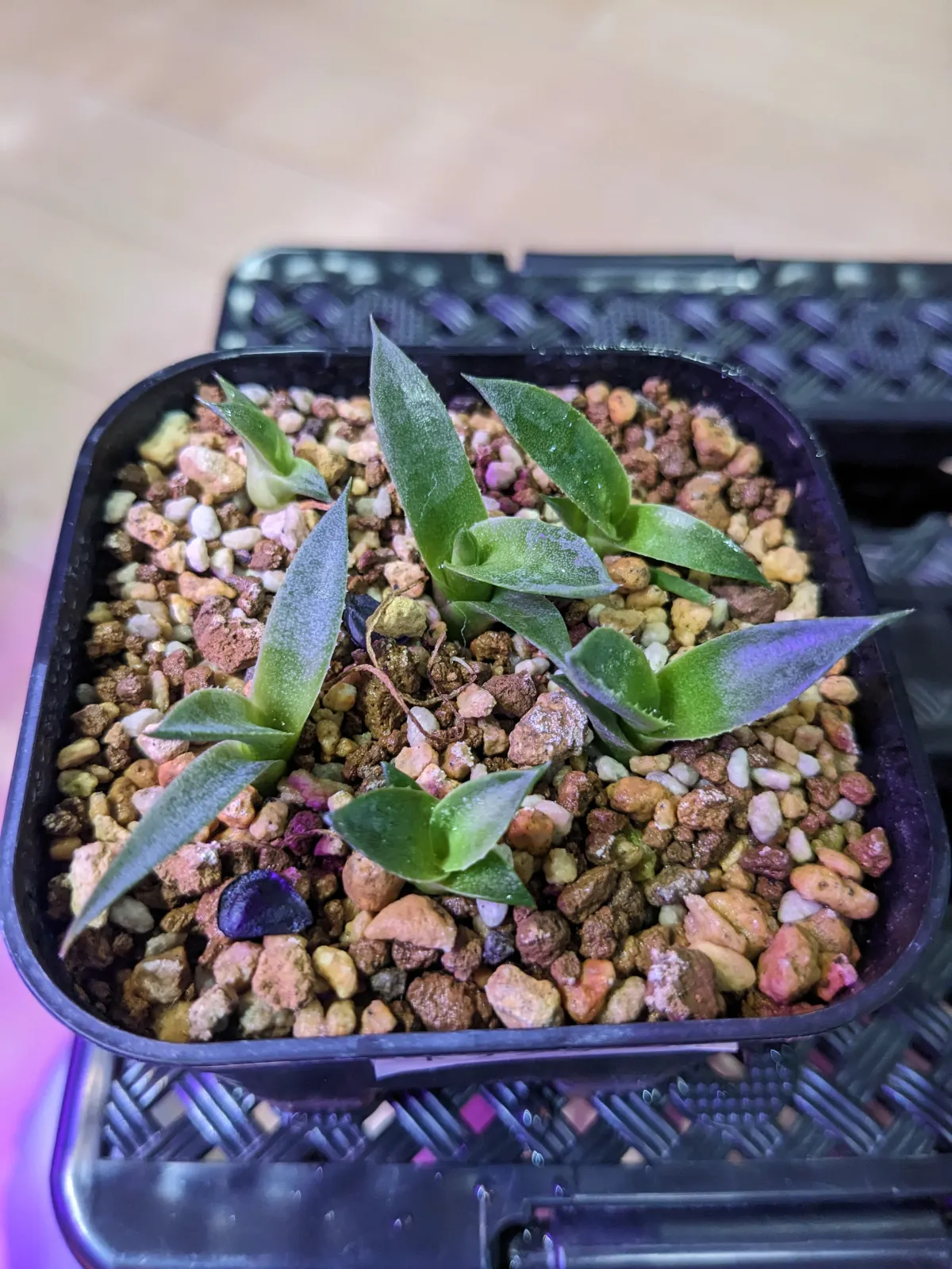 Agave parryi var. truncata (アガベ パリー トランカータ)