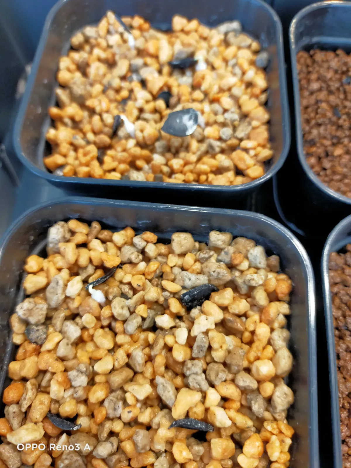 Yucca elata (ユッカ エラータ)