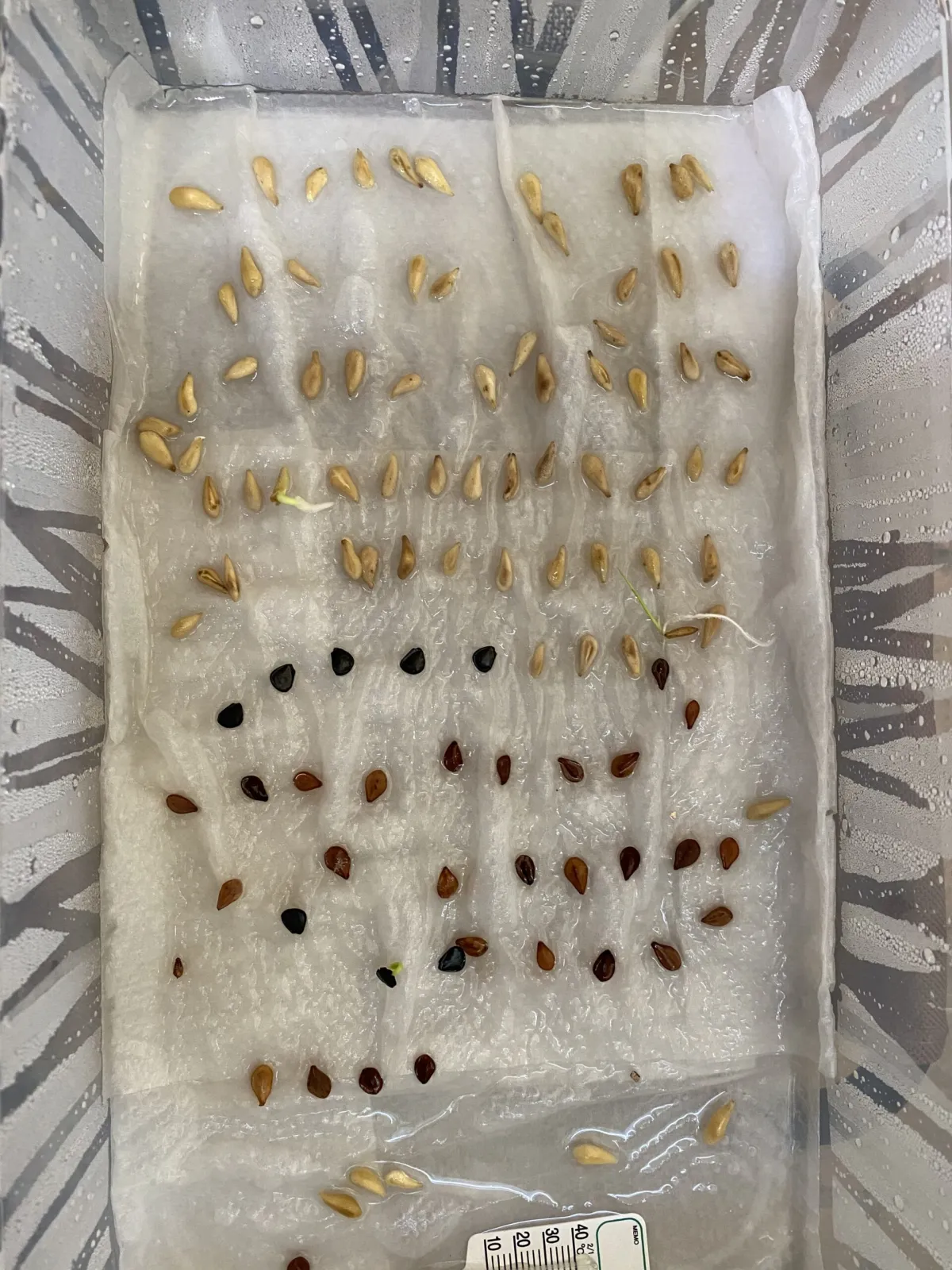 Pachypodium lamerei (パキポディウム ラメレイ 夢叶棒)