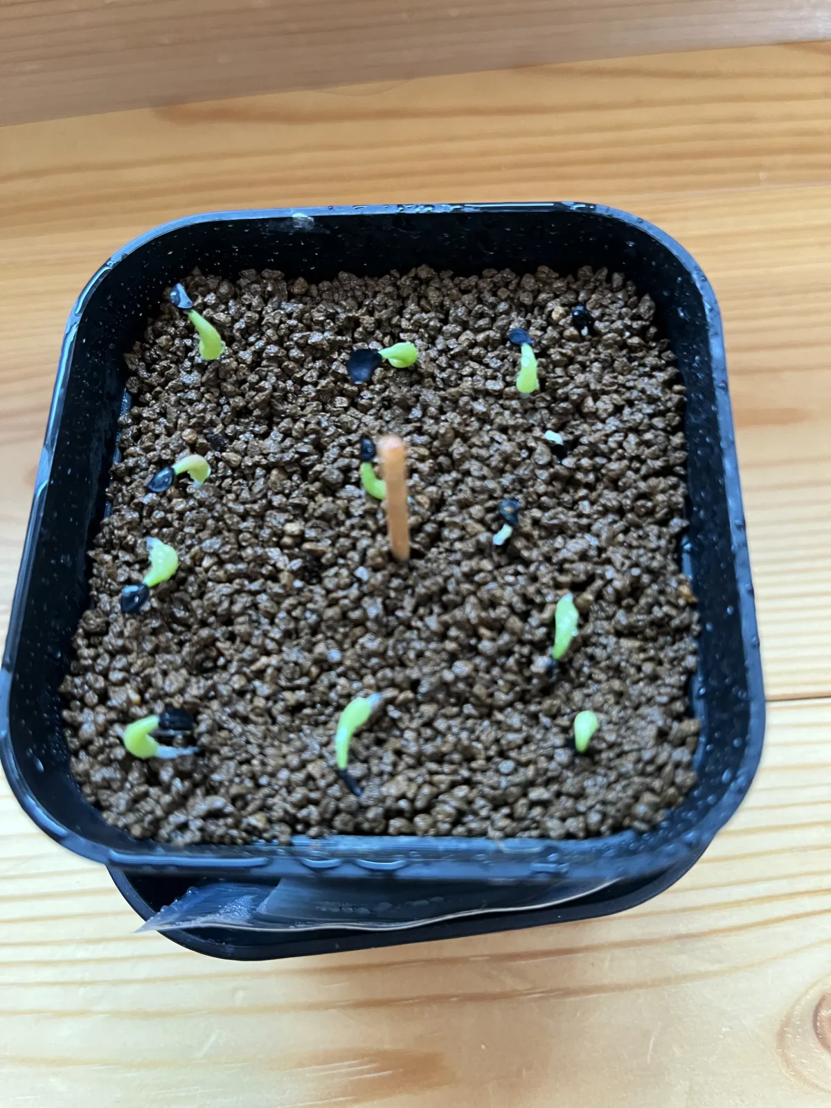 Agave titanota 'Blue' (アガベ チタノタブルー)