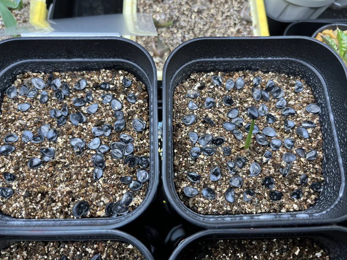 [チャレンジ種子] アガベ シャウィ（発芽難） Agave shawii subsp. shawii (発芽難)