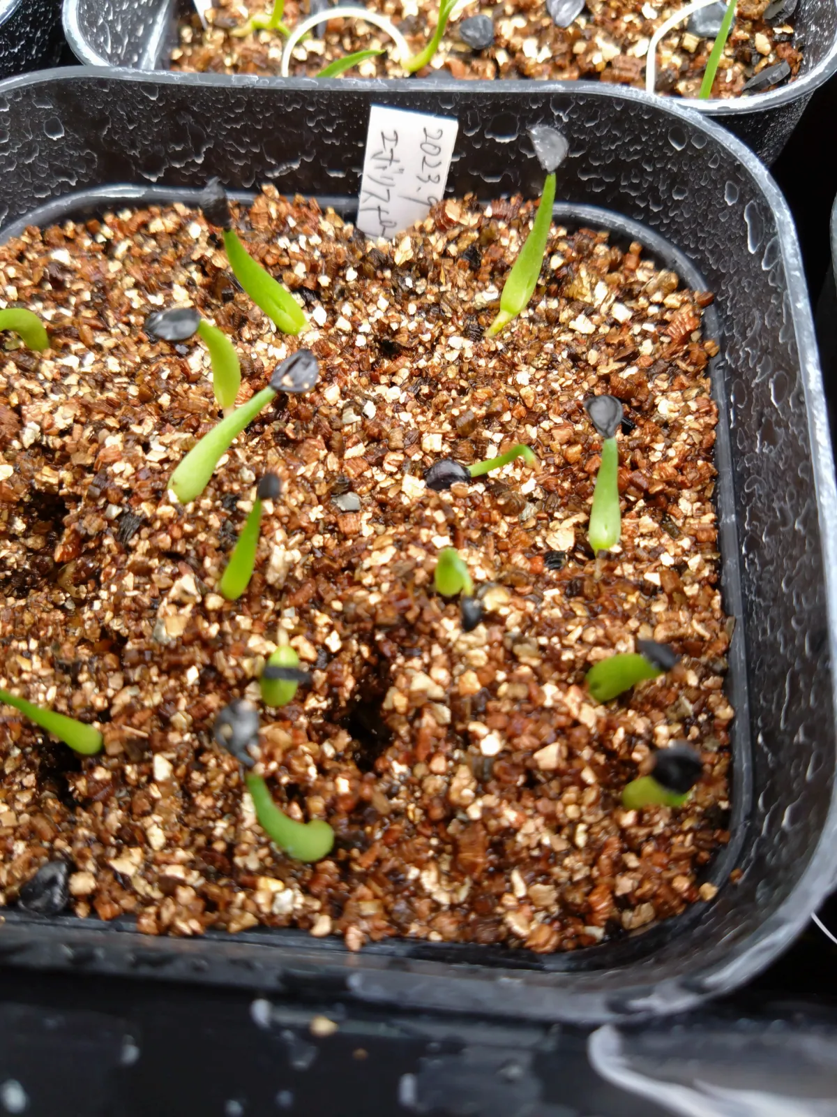 Agave utahensis var. eborispina (アガベ エボリスピナ)