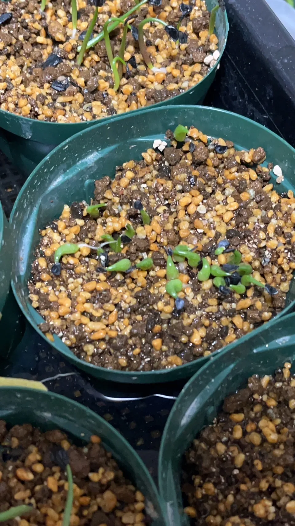 Agave oteroi (アガベ オテロイ)