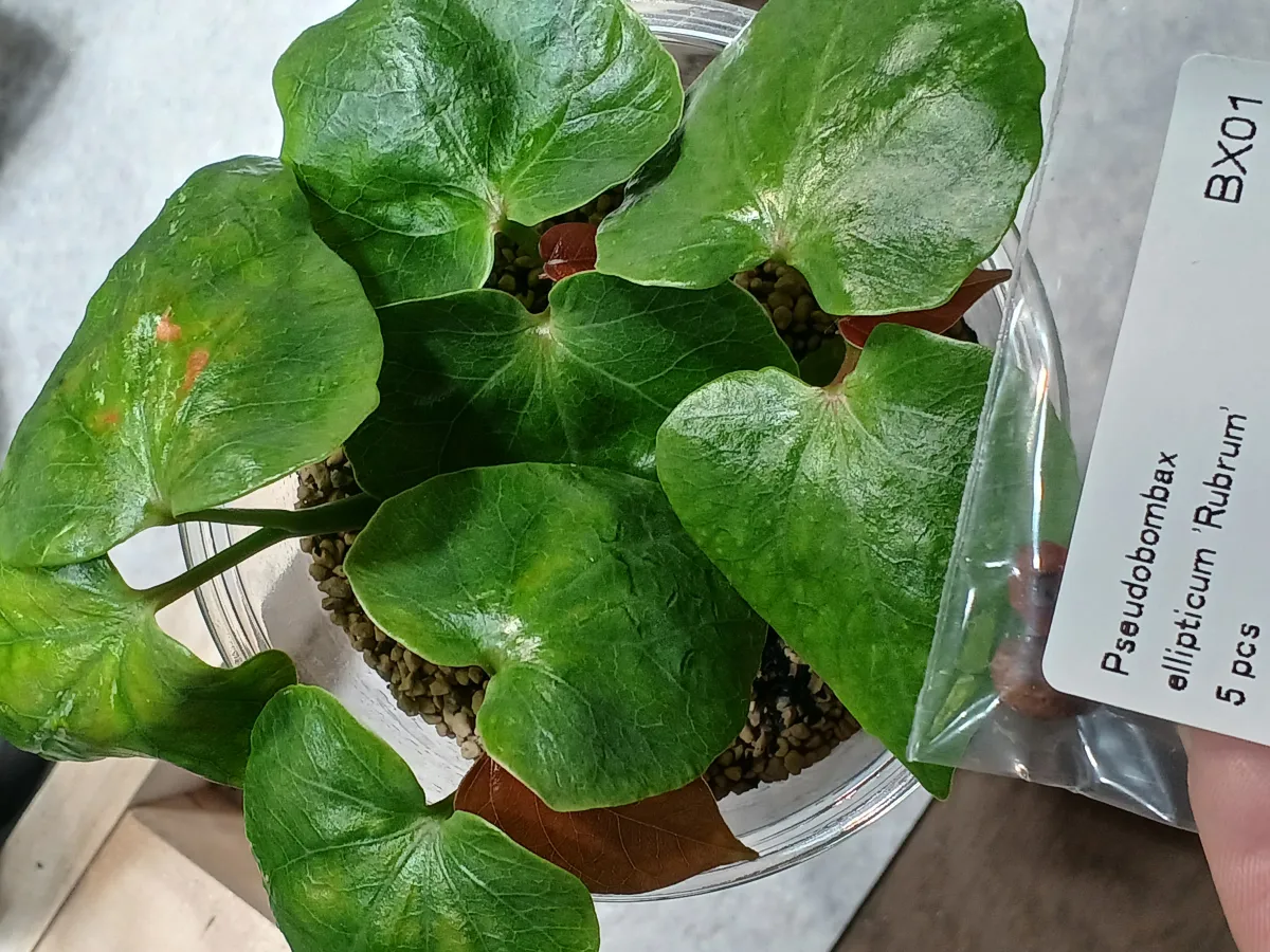 Pseudobombax ellipticum (セウドボンバックス エリプティカム ラブラム)