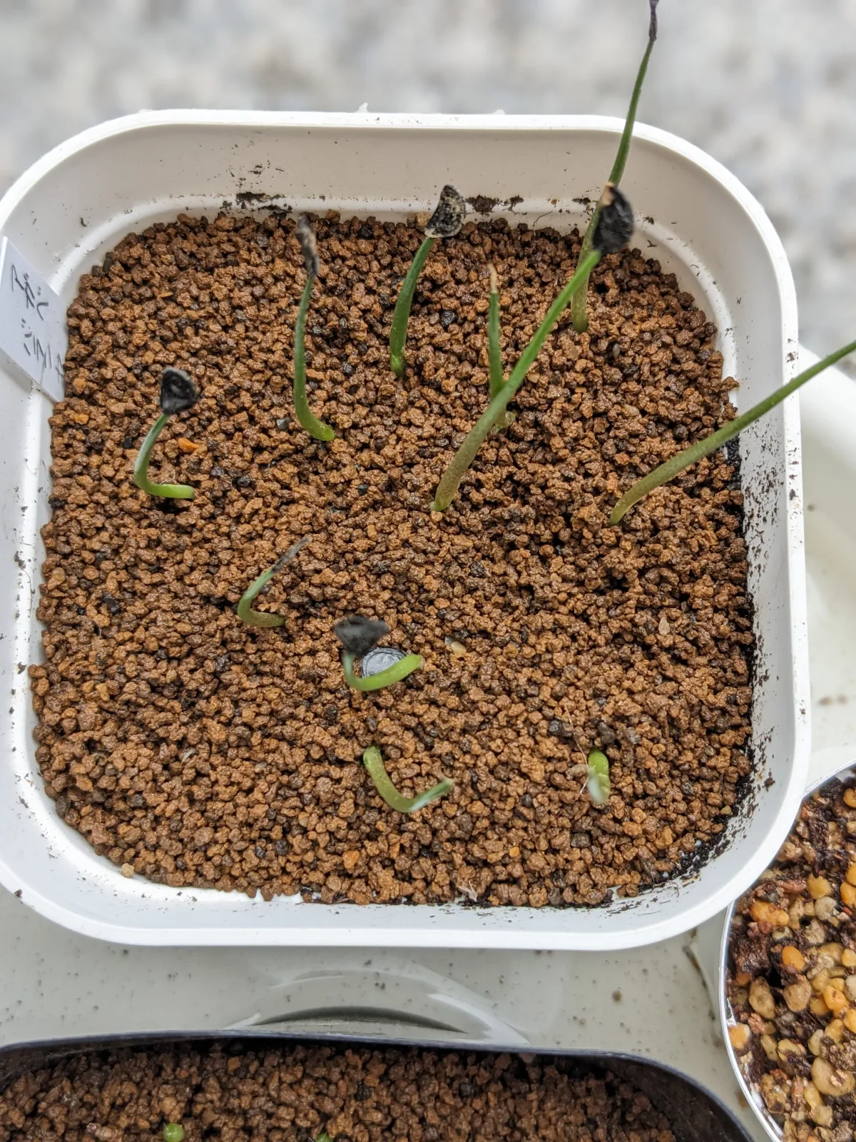 Agave inaequidens subsp. barrancensis (アガベ バランセンシス)