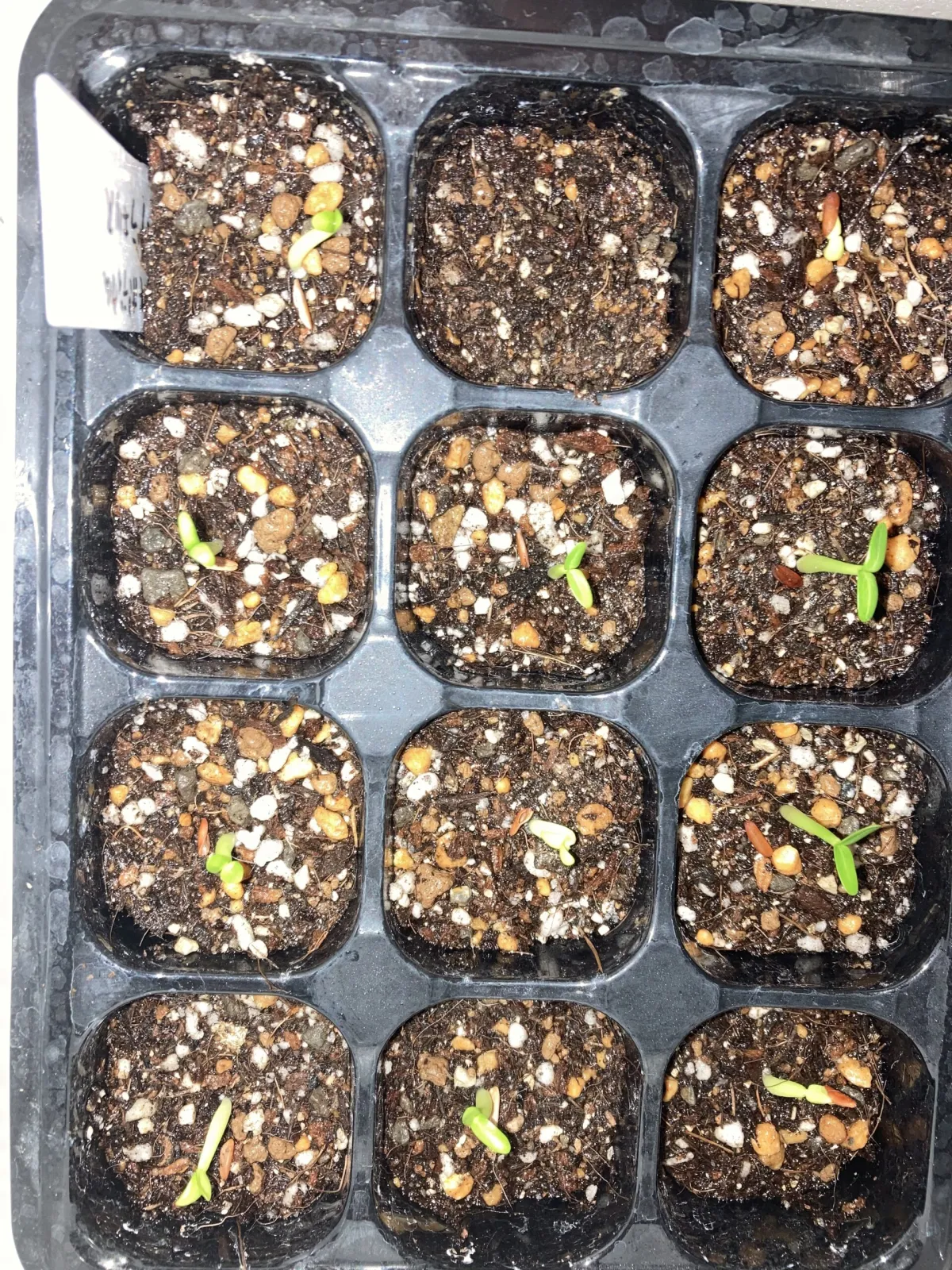 Pachypodium rosulatum var. gracilius (パキポディウム グラキリス)