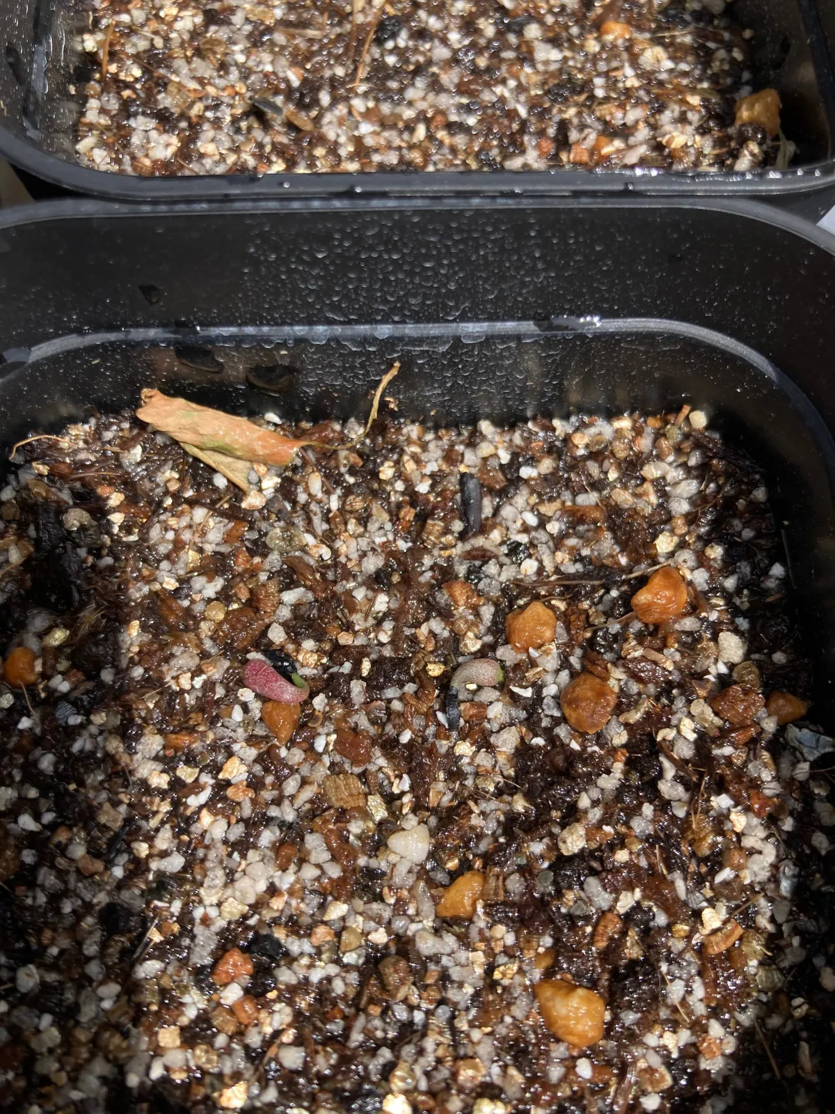 Agave oteroi (アガベ オテロイ)