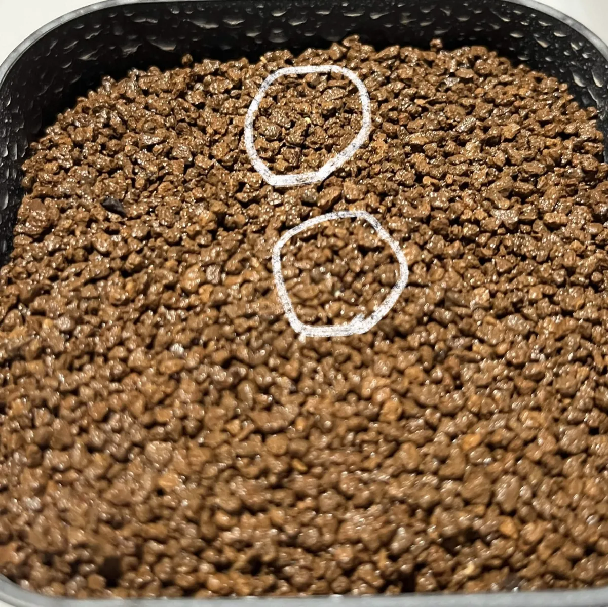 Aztekium hintonii (アズテキウム ヒントニー)