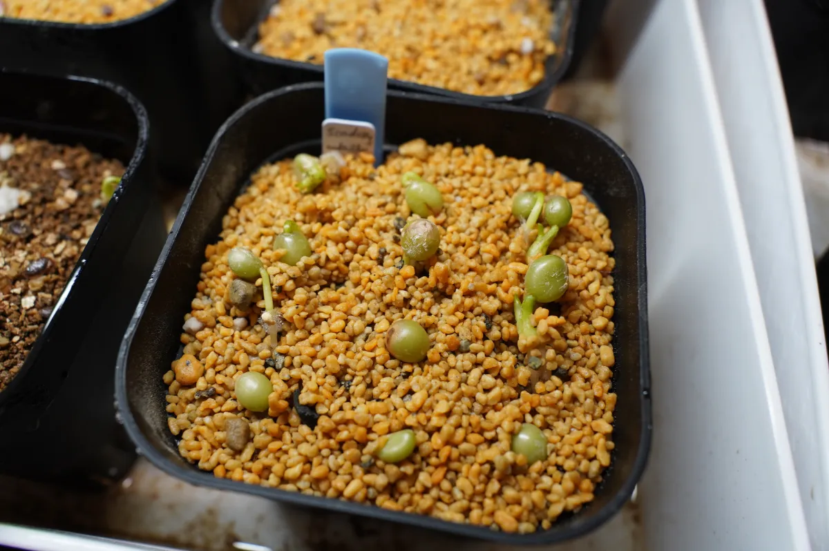 Scadoxus multiflorus ssp. katherinae (スカドクサス マルチフローラス)