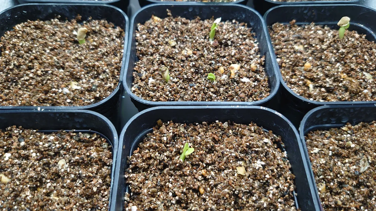 Fockea edulis (フォッケア 火星人)