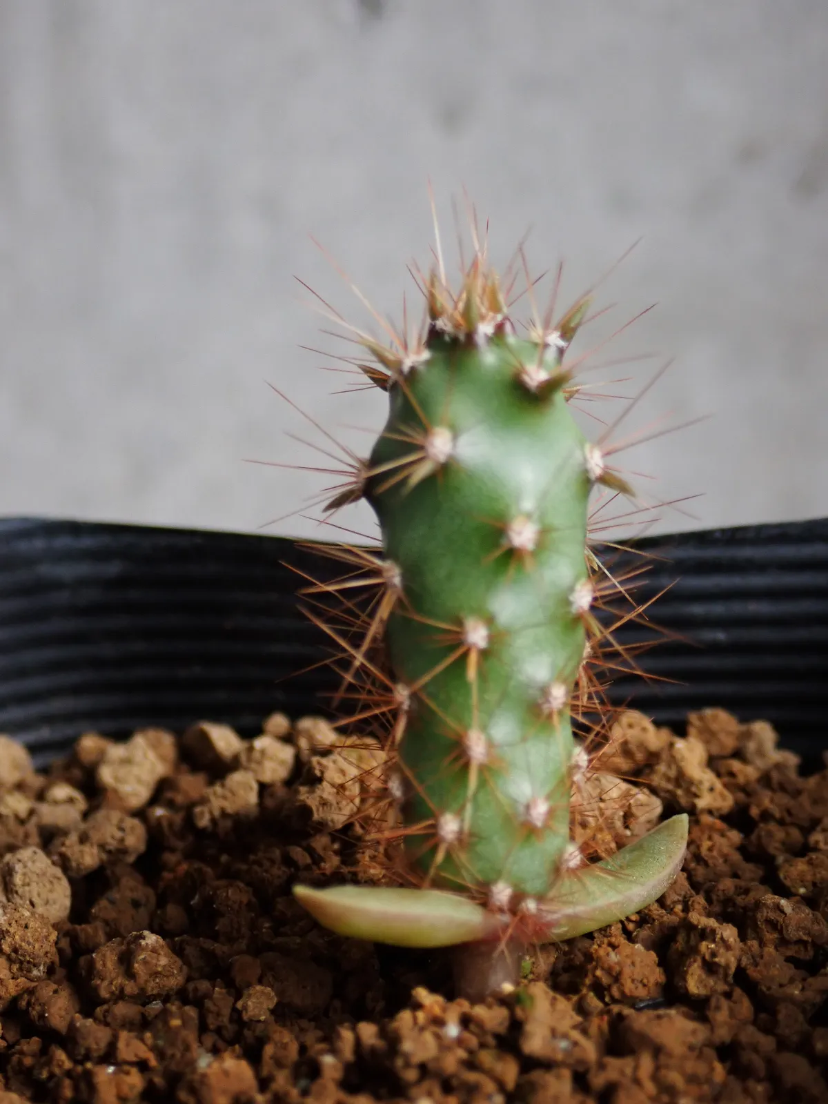 Opuntia santarita var. santa-rita (オプンティア サンタリタ)