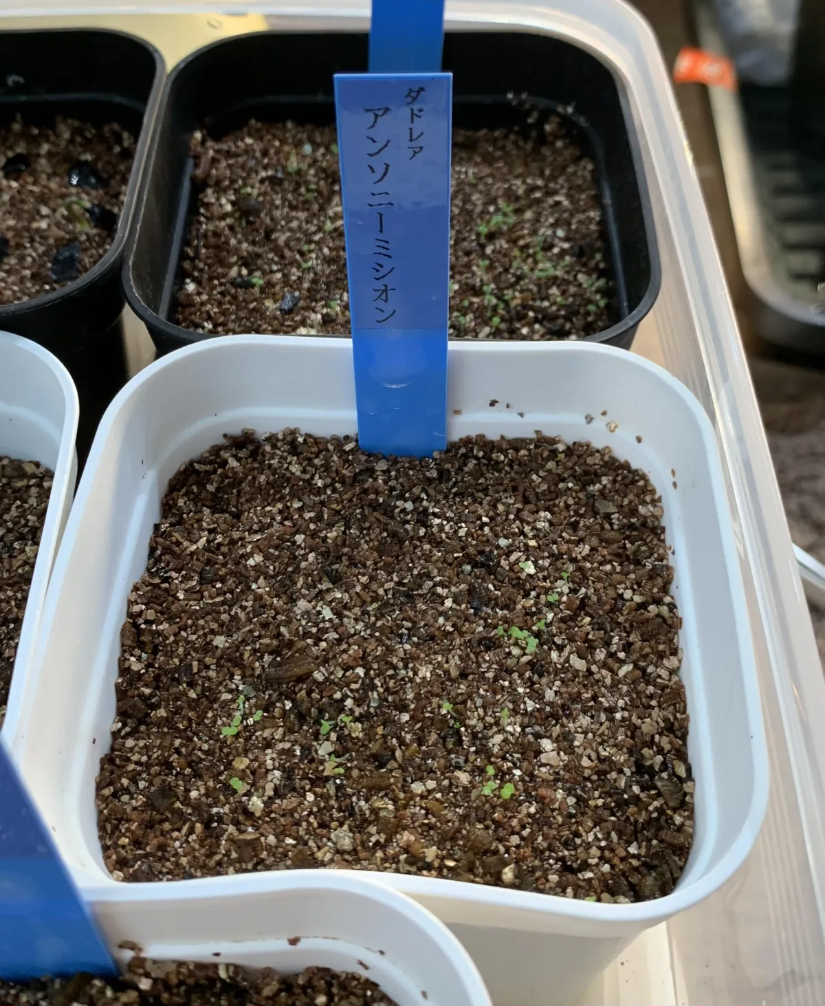 Dudleya anthonyi (ダドレヤ アンソニー ミシオン)