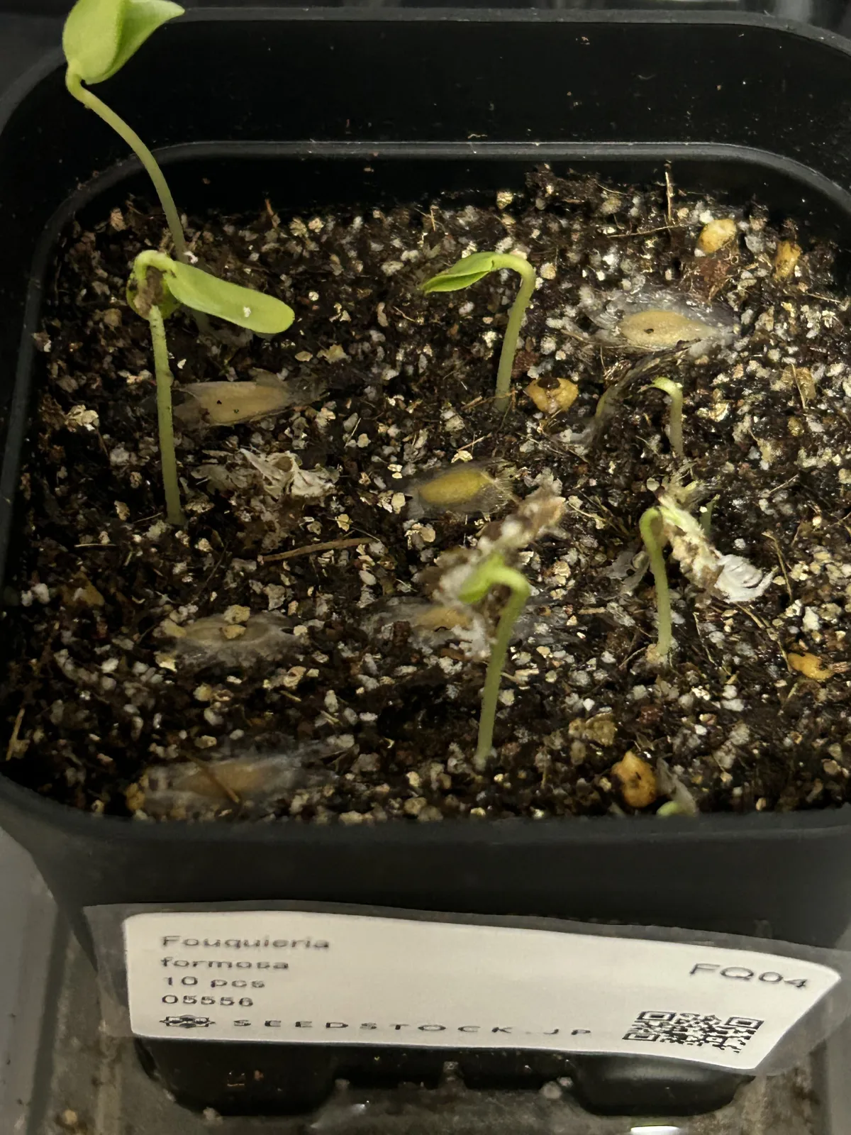 Fouquieria formosa (フォークイエリア フォルモサ)