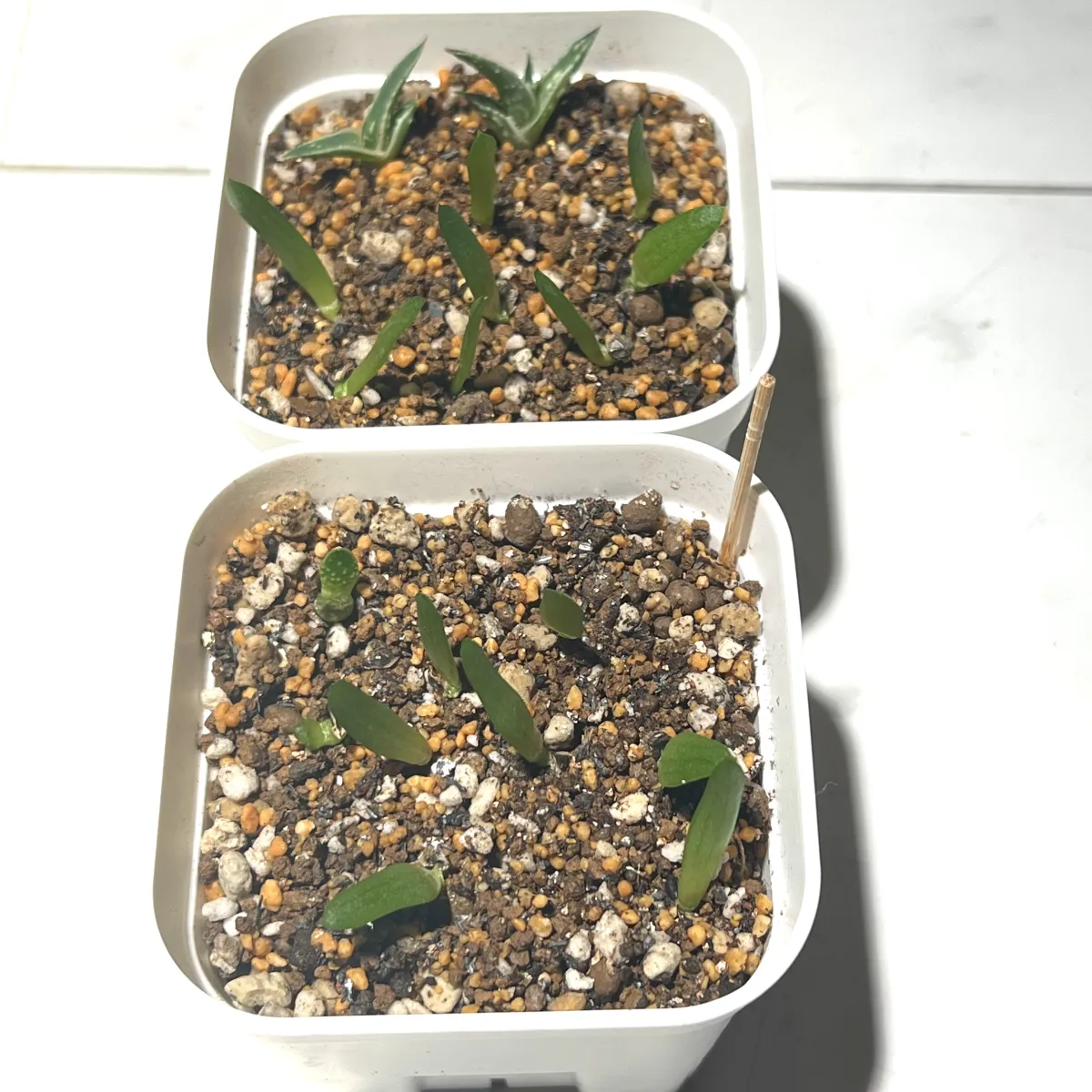 Aloe spectabilis Royal Aloe (アロエ スペクタビリス)