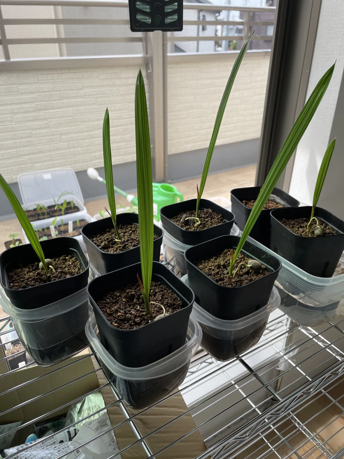 Phoenix canariensis (フェニックス カナリエンシス)