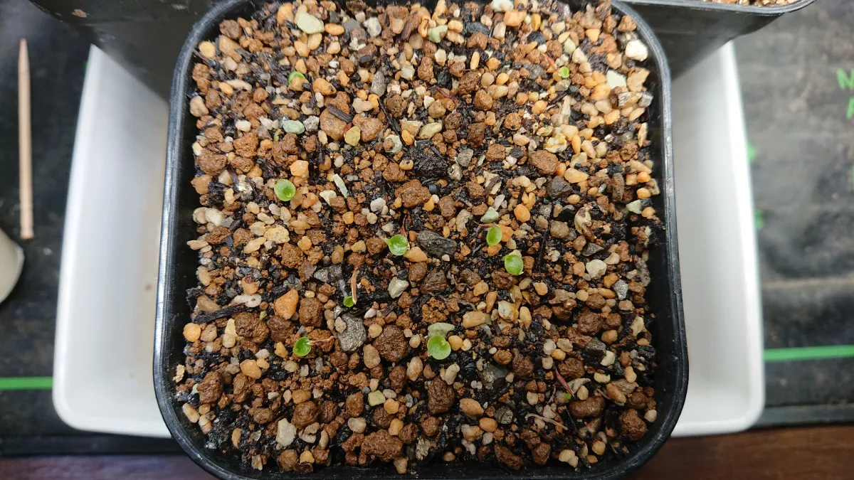 Hechtia lanata (ヘクチア ラナータ)