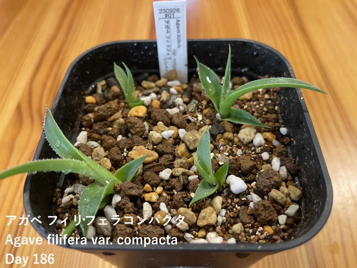 Agave filifera var. compacta (アガベ フィリフェラコンパクタ)