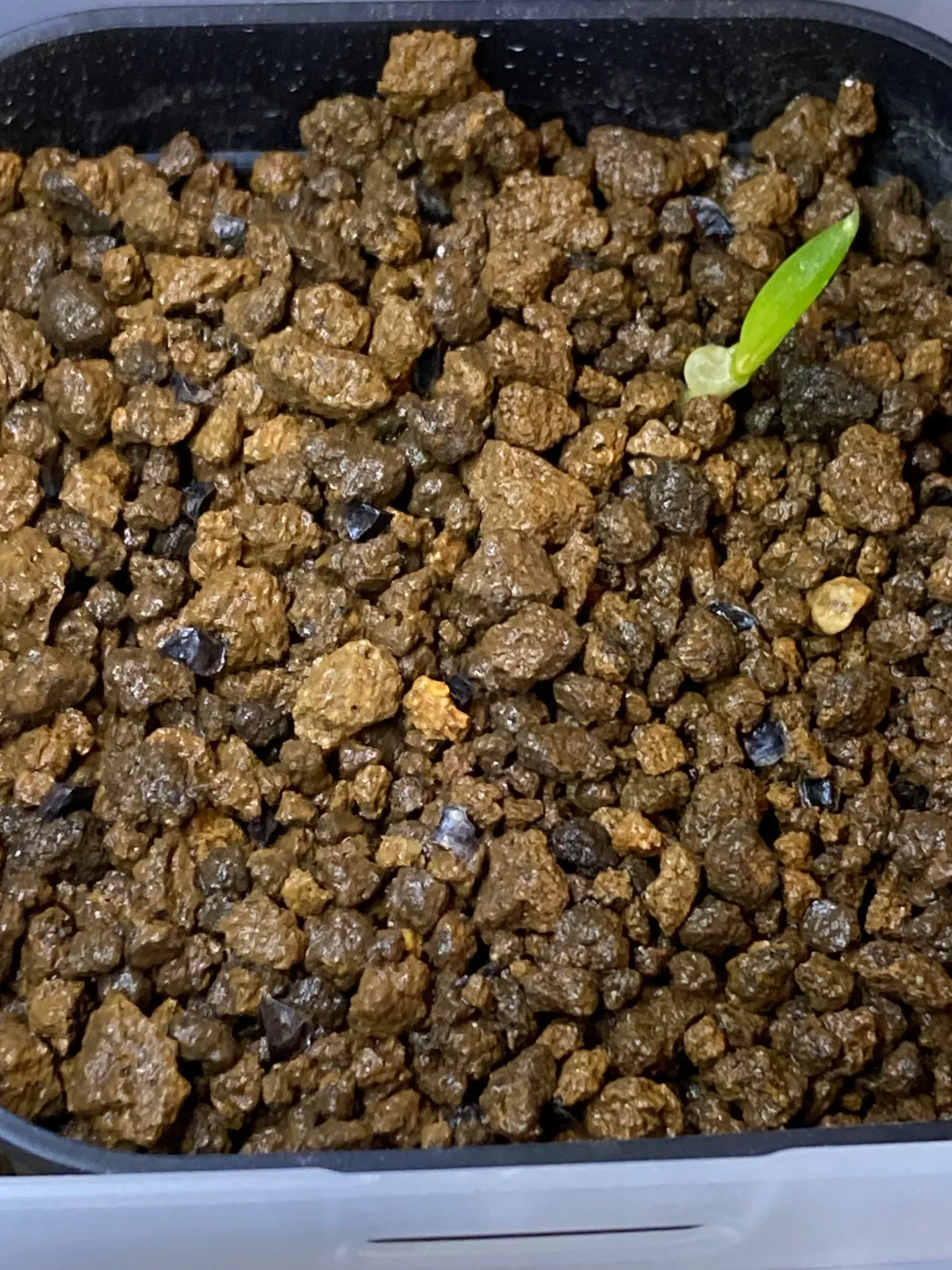 Aloe comosa (アロエ コモサ)