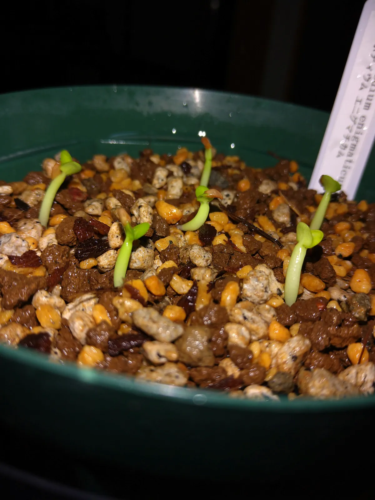 Pachypodium enigmaticum (パキポディウム エニグマチカム)