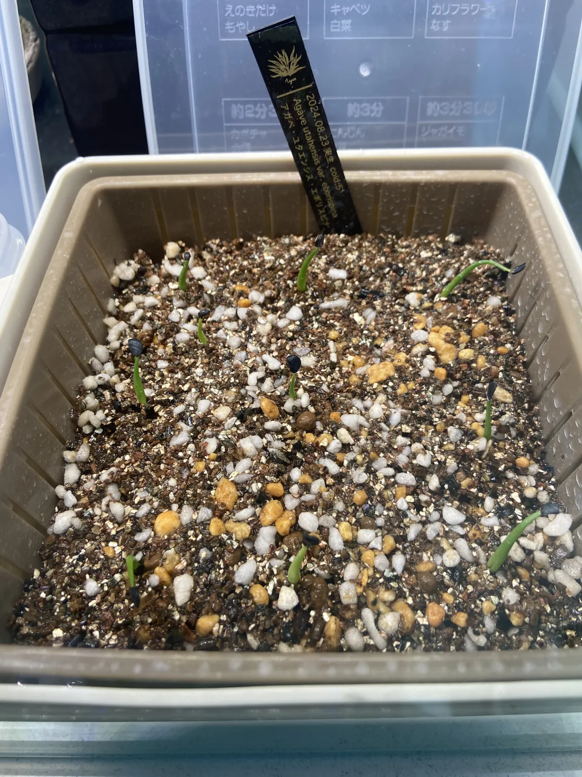 Agave utahensis var. eborispina (アガベ エボリスピナ)