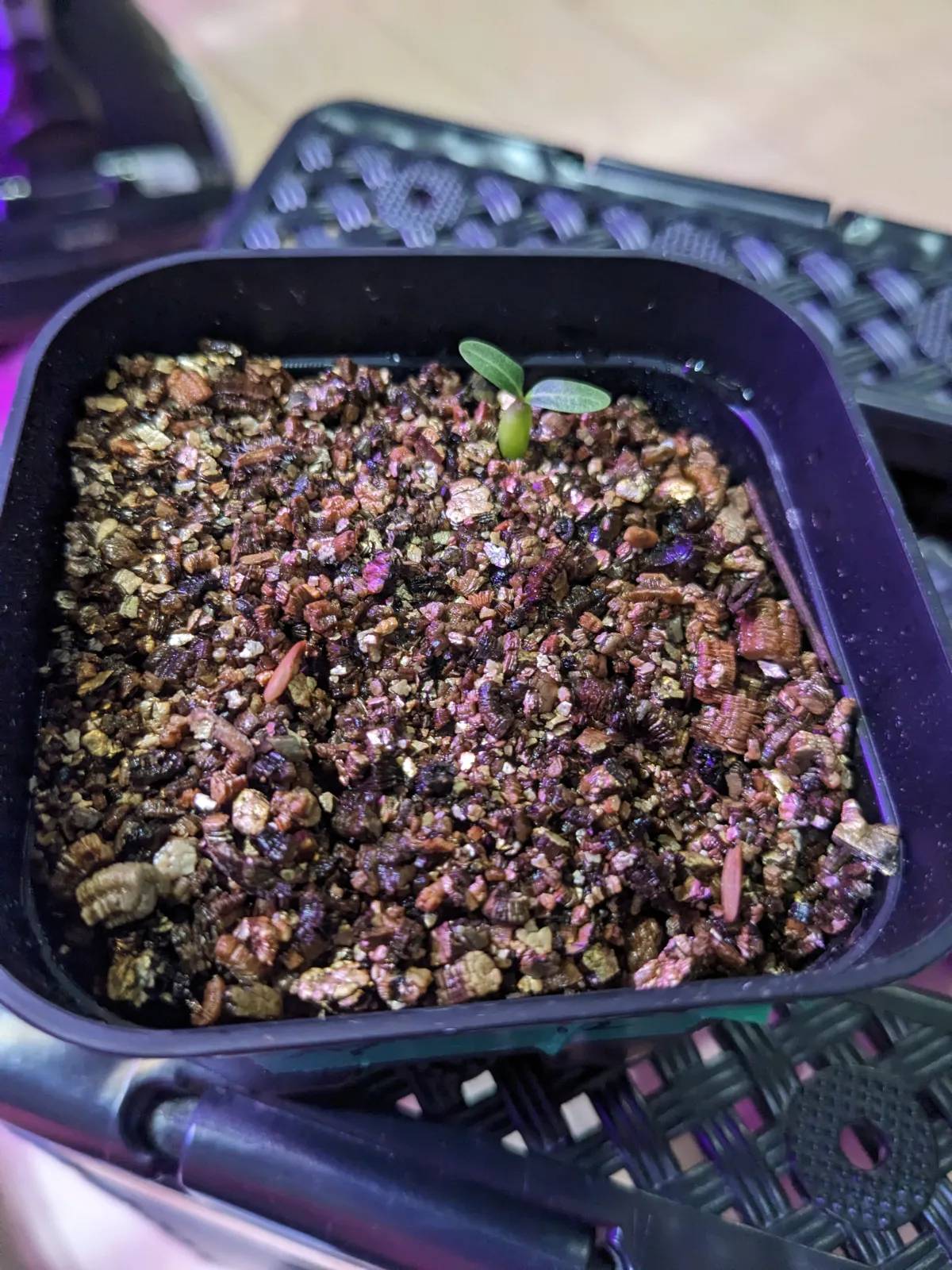 Pachypodium rosulatum var. gracilius (パキポディウム グラキリス)