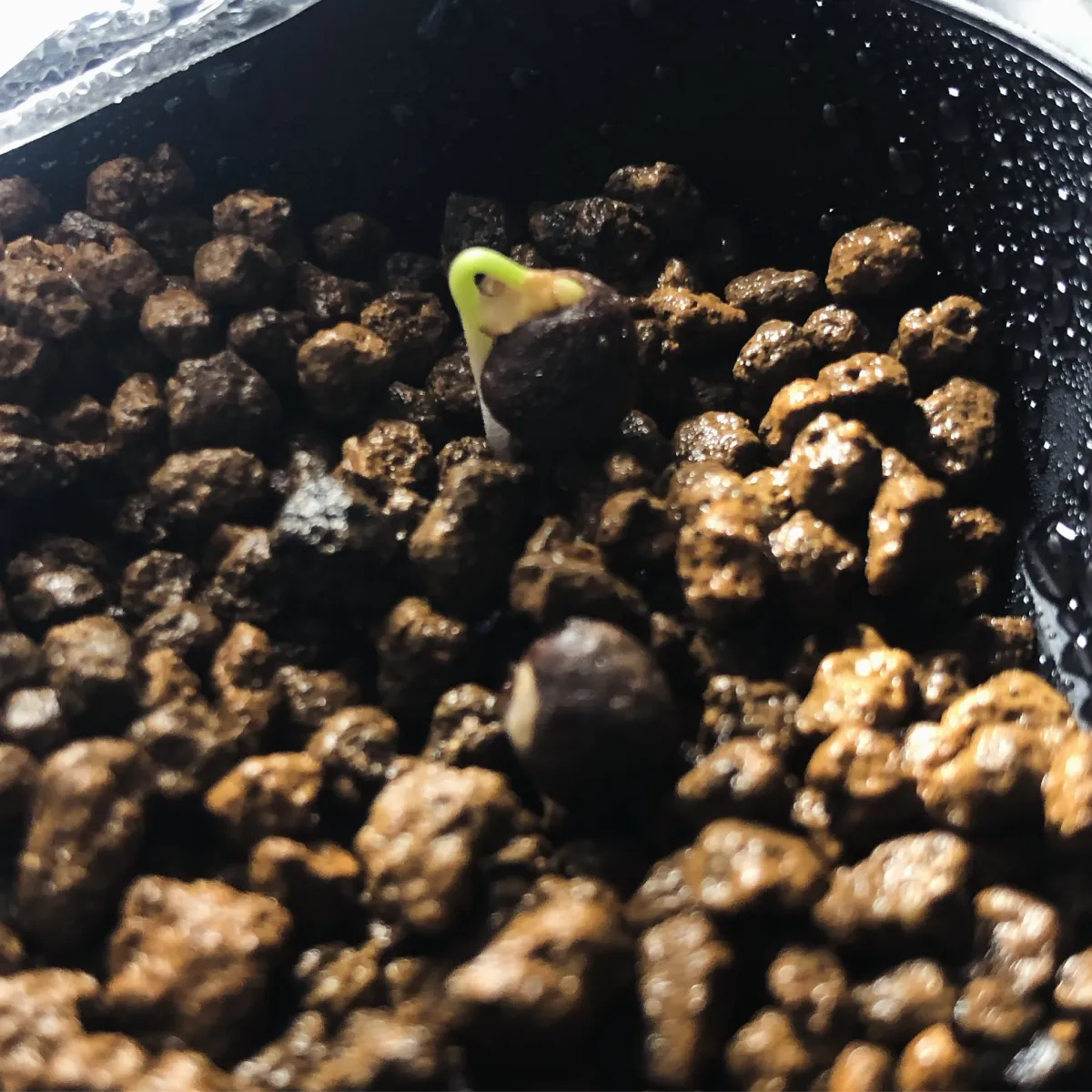 Operculicarya pachypus (オペルクリカリア パキプス)