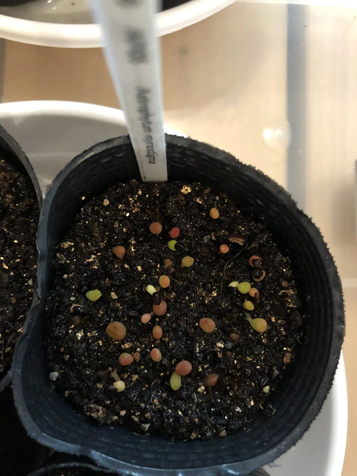 Astrophytum myriostigma (アストロフィツム ミリオスティグマ)