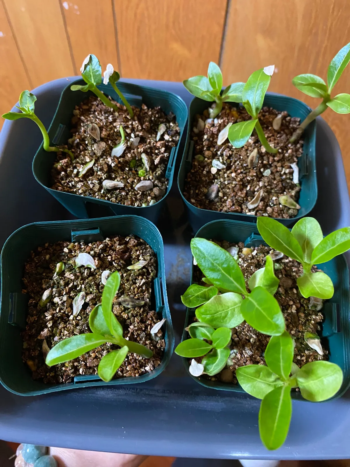 Pachypodium rutenbergianum var. rutenbergianum (パキポディウム ルテンベルギアナム)