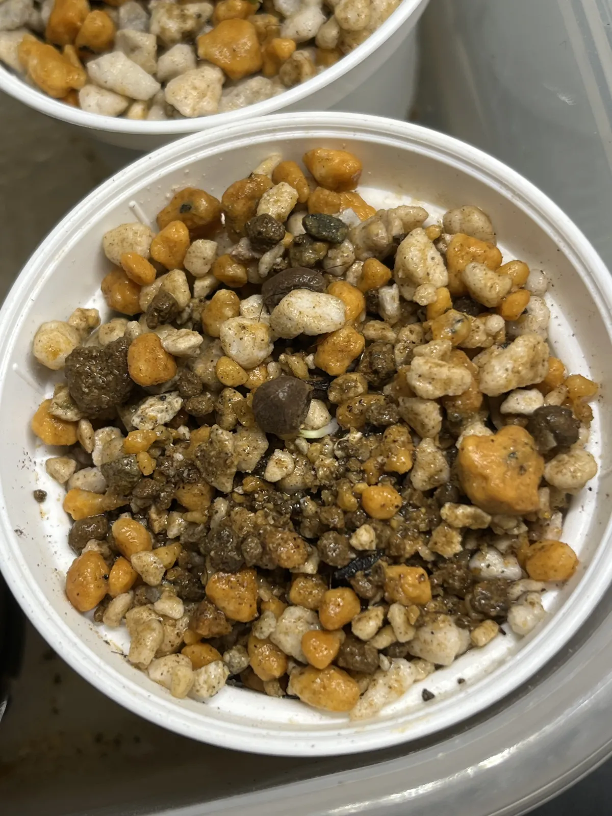 Operculicarya decaryi (オペルクリカリア デカリー)