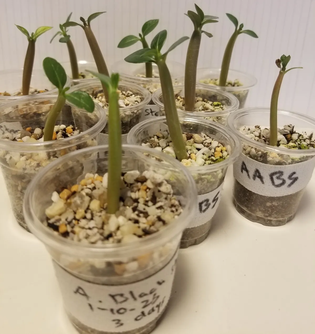 Adenium arabicum Black Stem (アデニウム アラビカム ブラックステム)