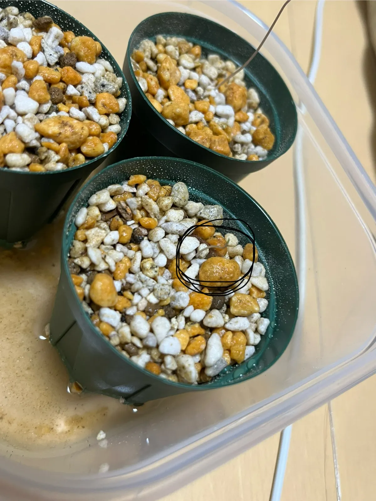 Dioscorea elephantipes (ディオスコレア エレファンティペス アフリカ亀甲竜)