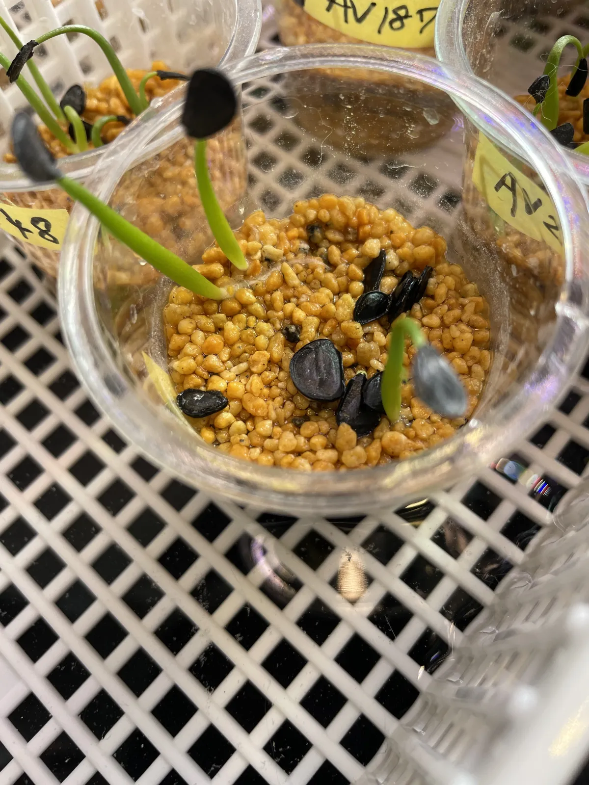 Agave Agave sp 'Azul Monterrey' (アガベ アズールモントレー)