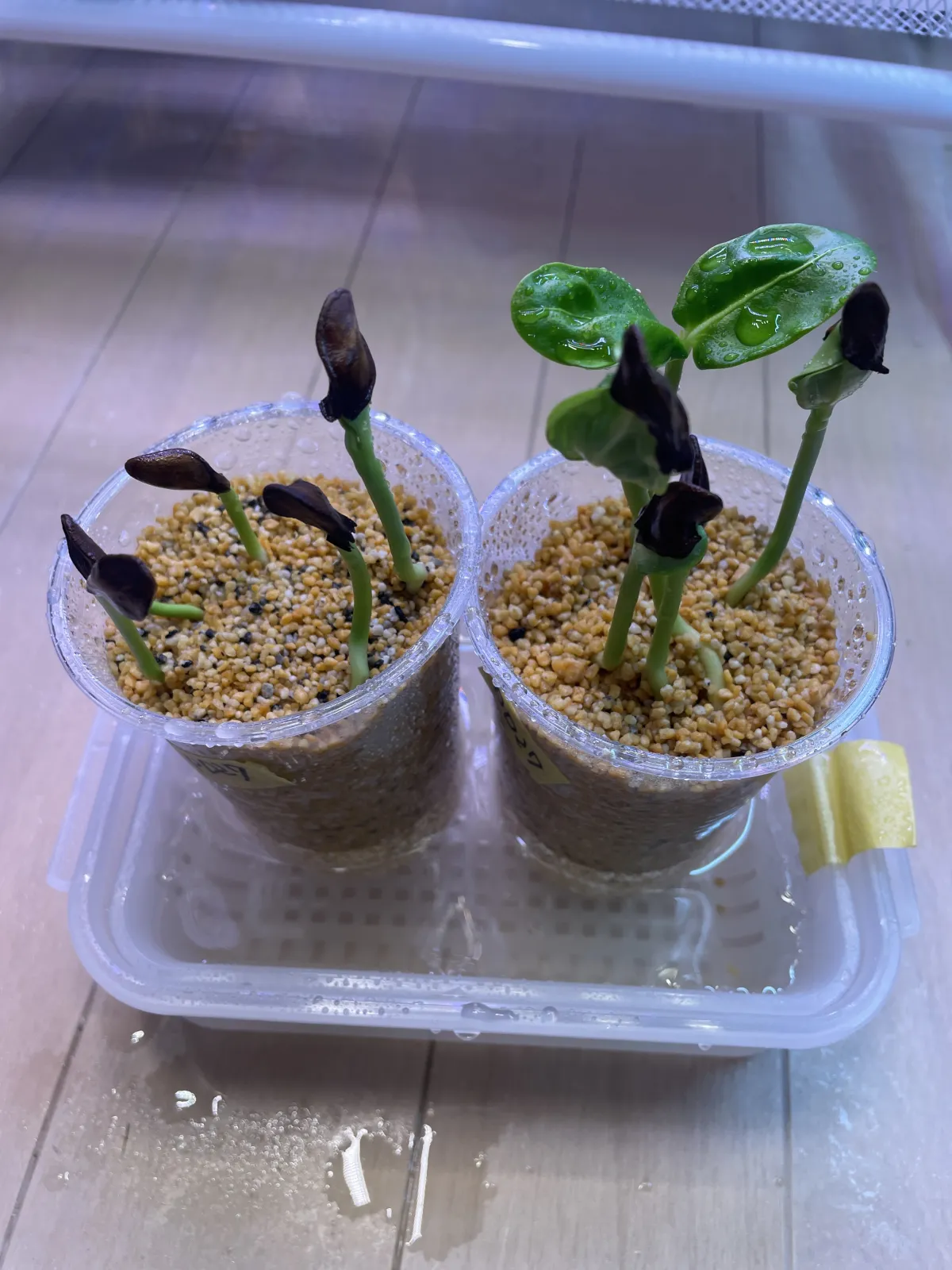 Pachypodium sofiense (パキポディウム ソフィエンセ)