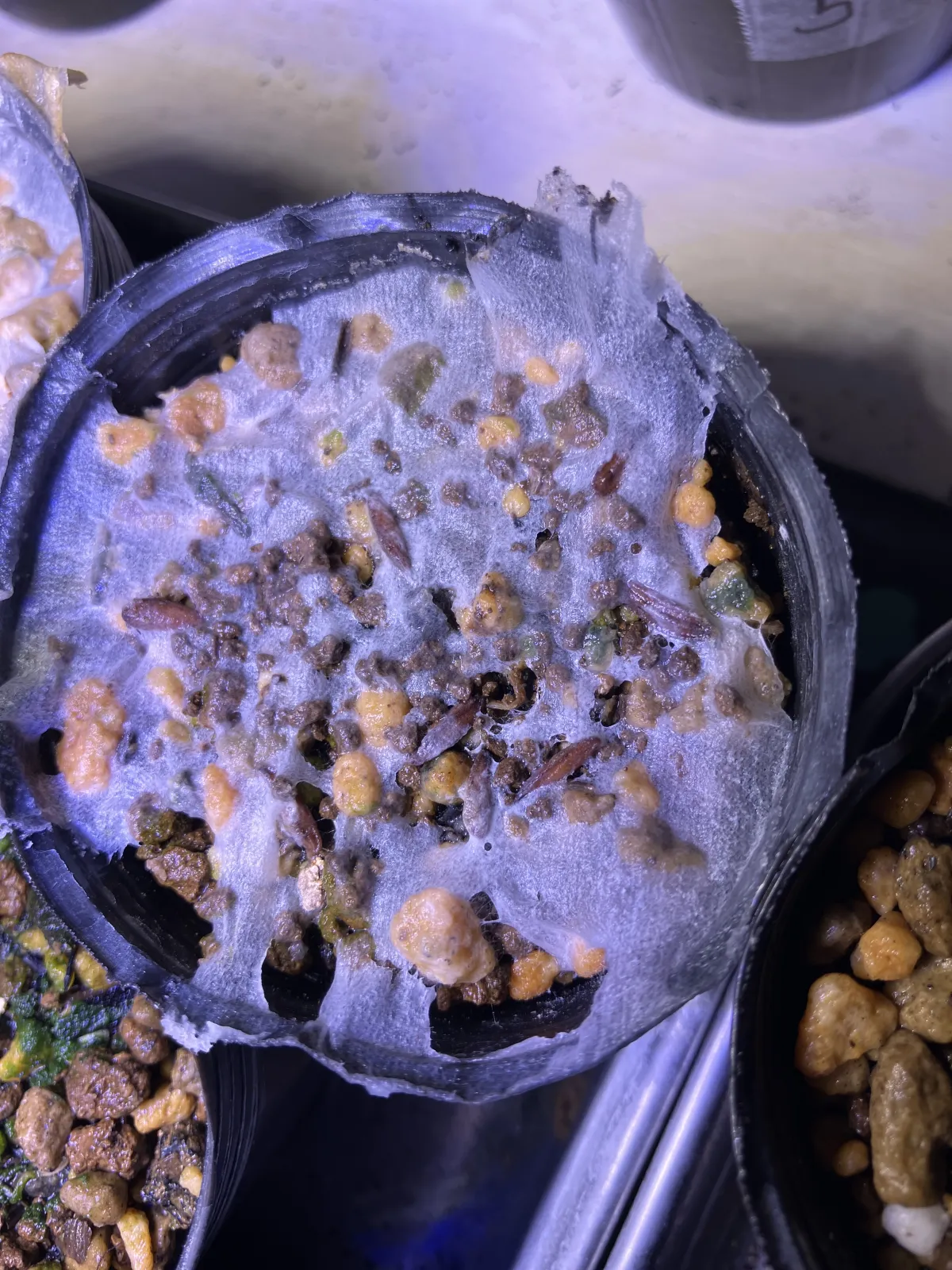 [無料種子] 発芽難 パキポディウム グラキリス　 Pachypodium rosulatum var. gracilius