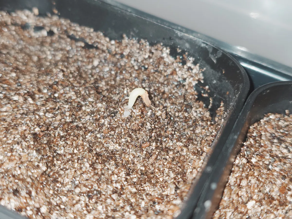 Pachypodium rosulatum var. gracilius (パキポディウム グラキリス)