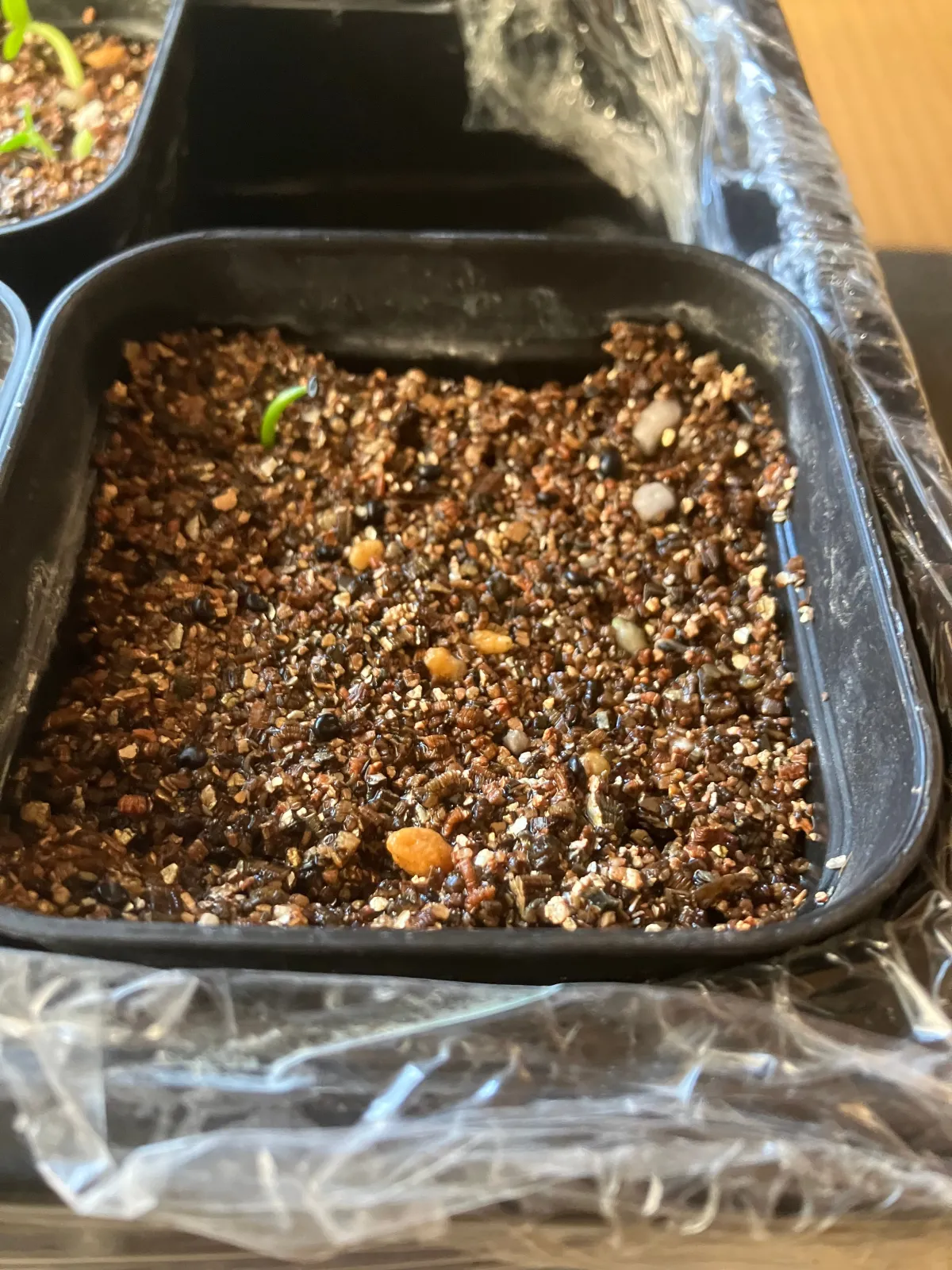 Cordyline australis (コルディリネ オーストラリス)