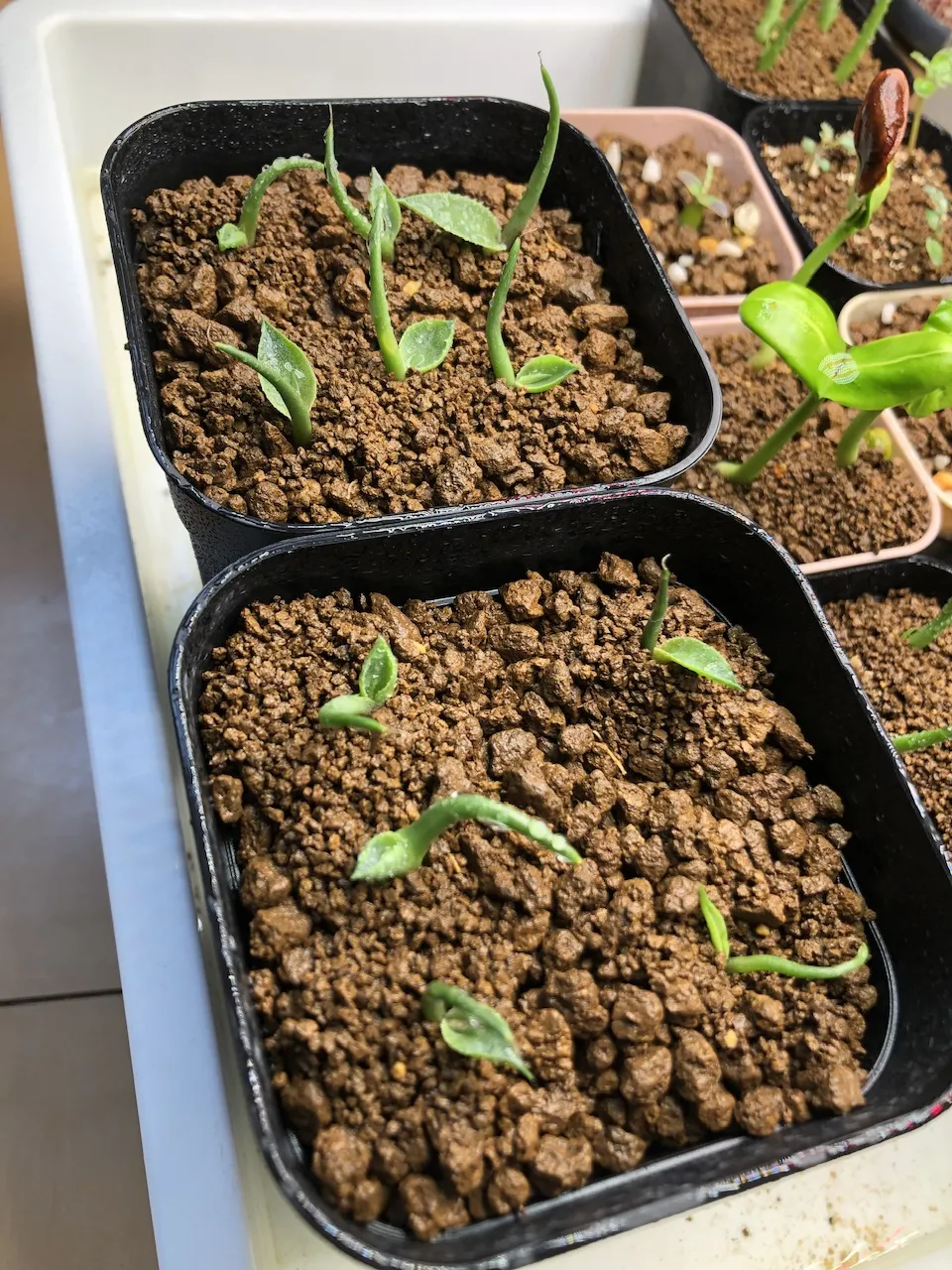 Agave seemanniana (アガベ ピグマエア)