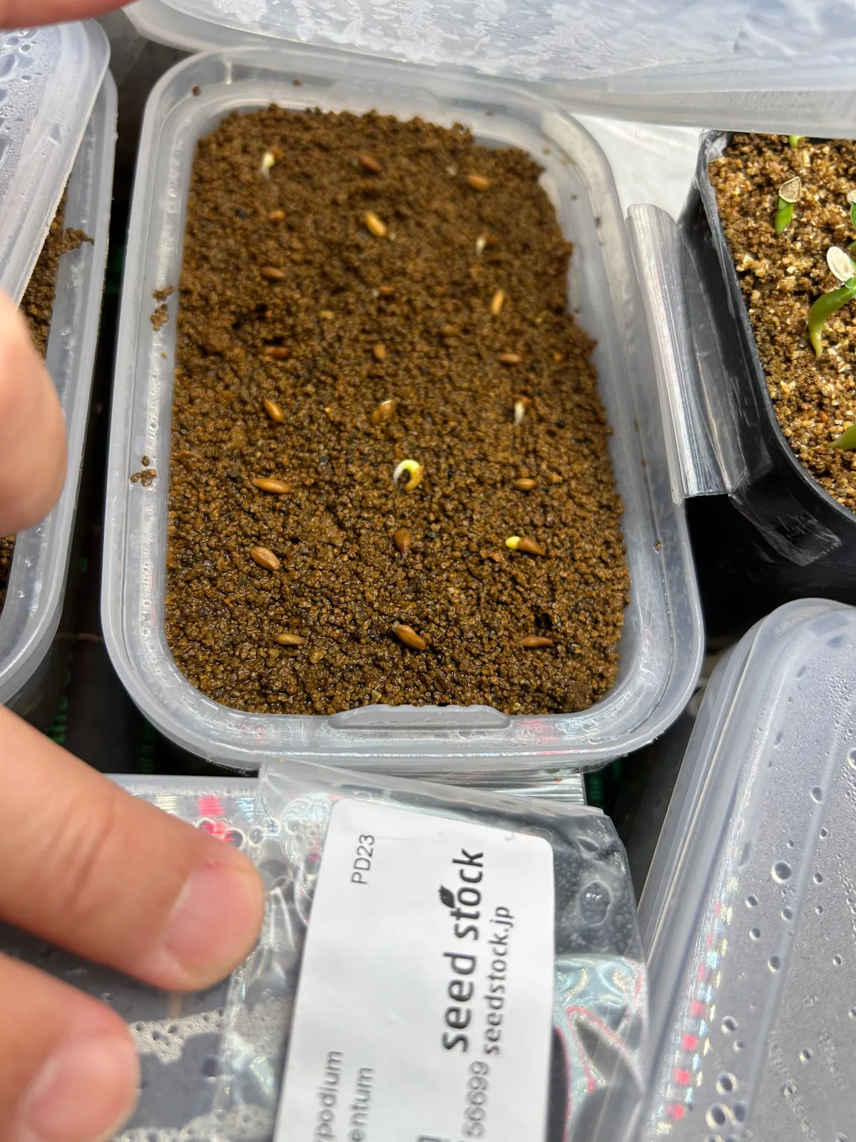 Pachypodium succulentum (パキポディウム サキュレンタム 天馬空)