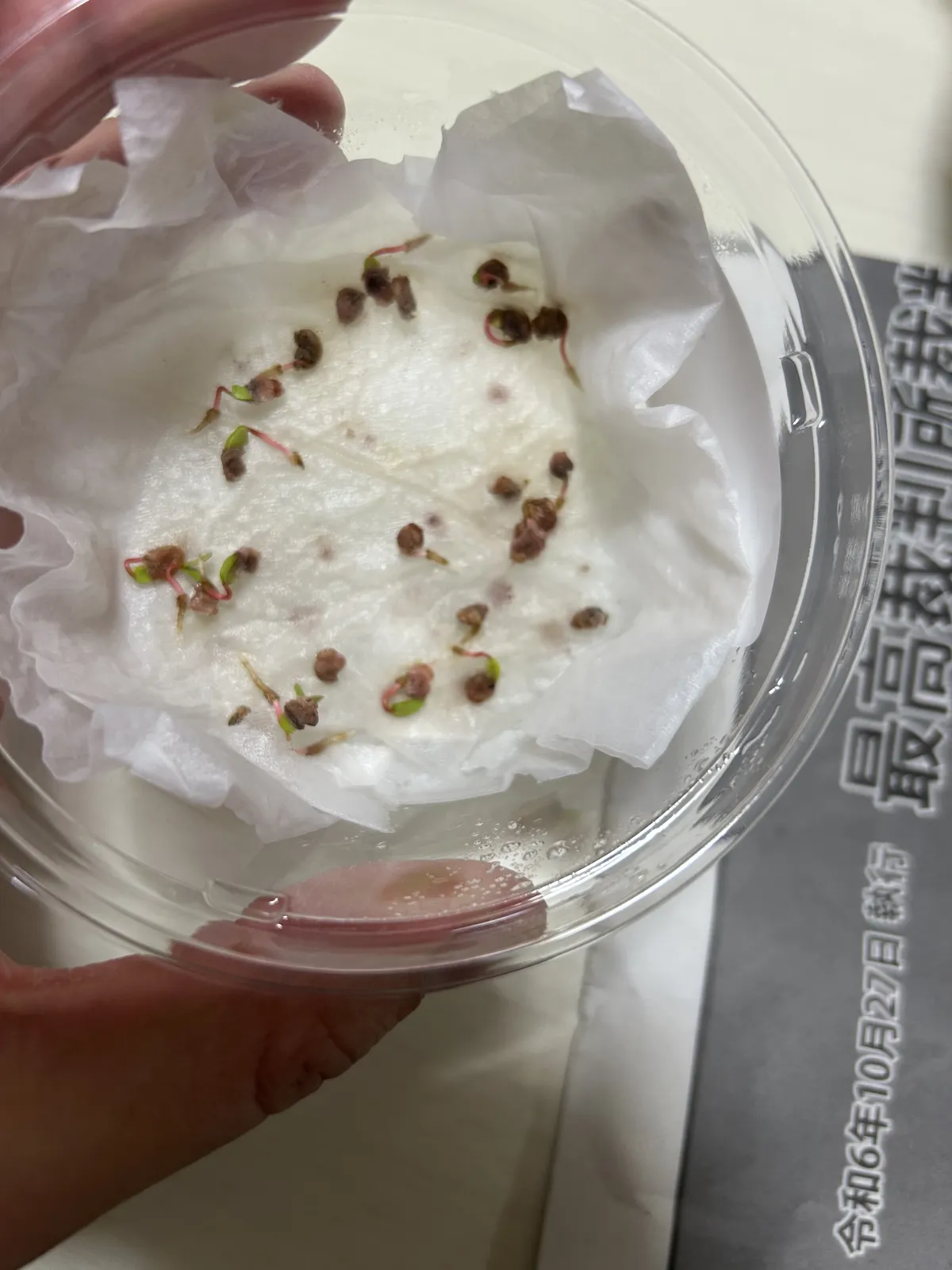 Pachycormus discolor (パキコルムス ディスカラー)