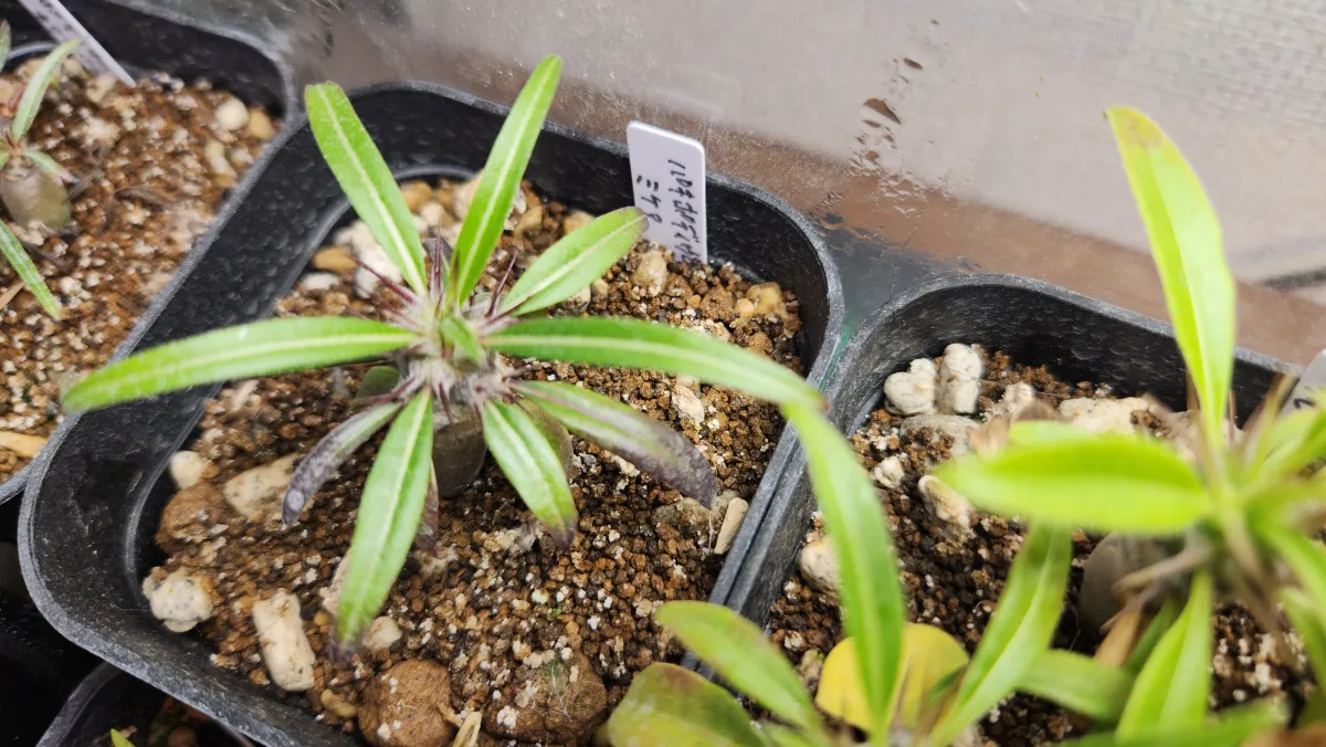 Pachypodium mikea (パキポディウム ミケア)