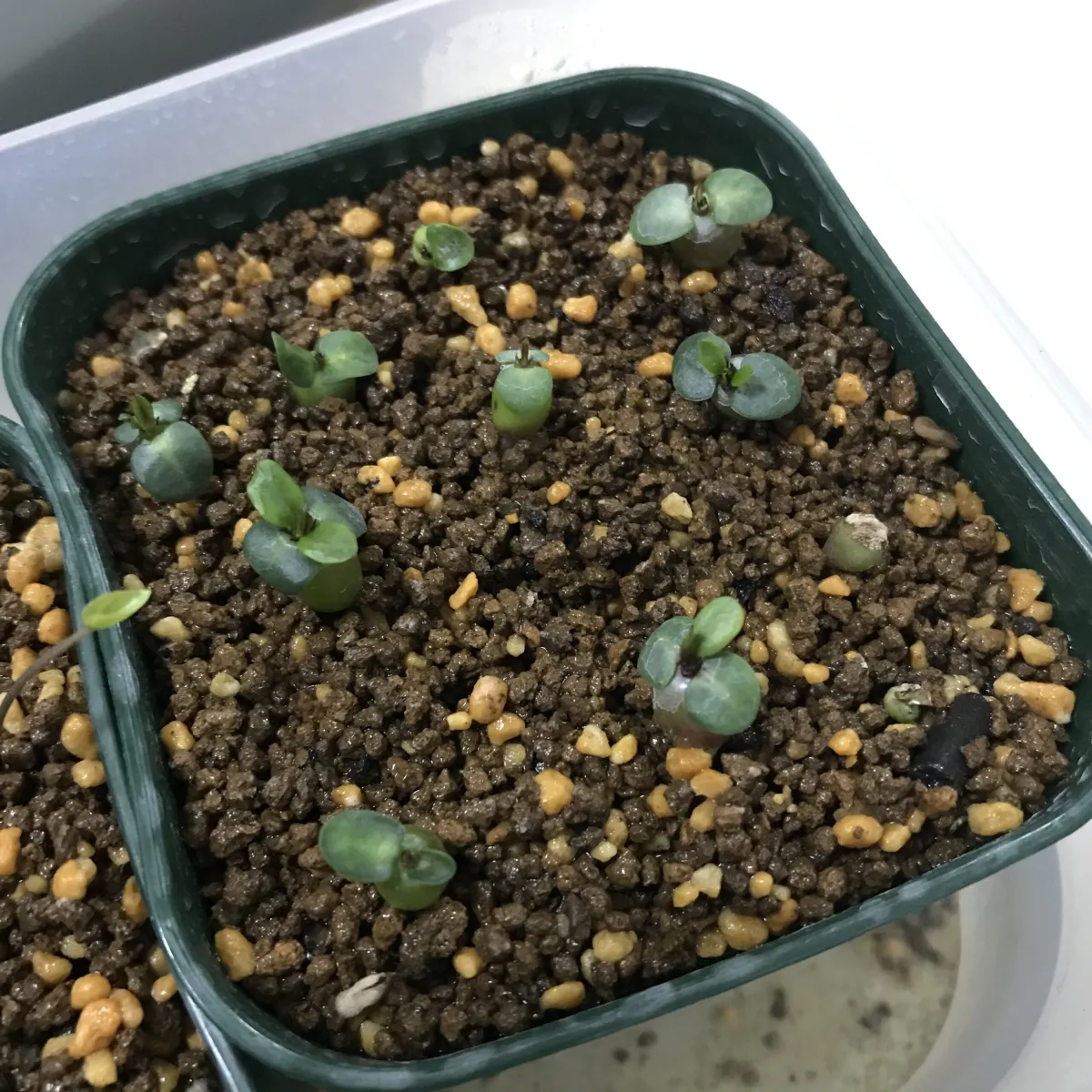 Pachypodium bispinosum (パキポディウム ビスピノーサム)