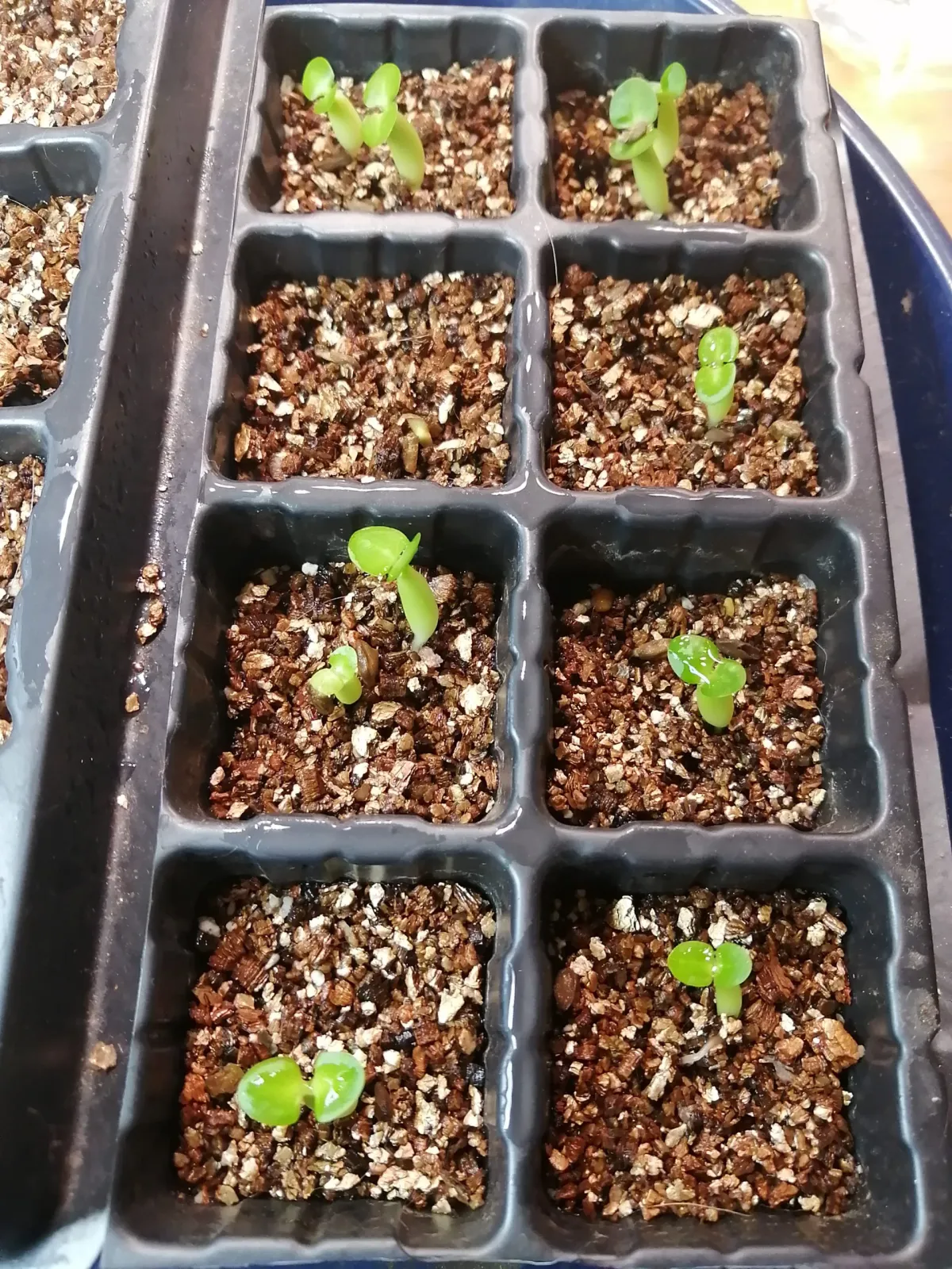 Pachypodium succulentum (パキポディウム サキュレンタム)