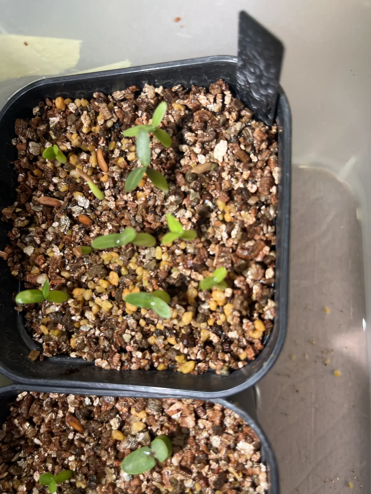 Pachypodium rosulatum var. gracilius (パキポディウム グラキリス)